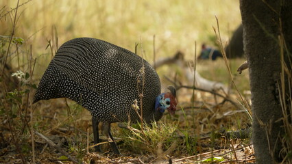 helmeted guinea fowl, Numida meleagris, searching for food 508 

