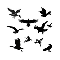 Obraz premium Flying birds include: eagle, sparrow, pigeon, parrot, crow, owl, dove, seagull, swallow, and hawk.