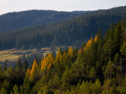 Scenic view of a forest in Borsec, Romania, showing vibrant golden European larch trees among dark green conifers, with a small settlement in the distant valley.