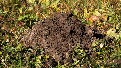 Fresh molehill (mole mound) of loose, dark brown soil in a green, grassy lawn or garden. Evidence of mole activity, pest damage to yard, and underground tunnels.