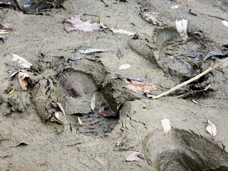 Detailed close-up of a deep human footprint, possibly from a boot, pressed into soft, wet mud and earth, surrounded by fallen leaves and small forest debris.