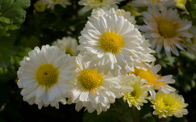 Close-up of vibrant white Chrysanthemum indicum (Indian Chrysanthemum) flowers with golden-yellow centers, blooming outdoors in sunlight against a dark background