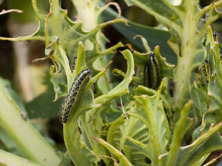 Pieris brassicae caterpillars with distinct yellow and black markings, feeding on a green cabbage...