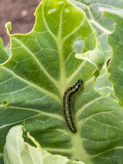 Close-up of a bright yellow and black-spotted Large White Butterfly, Pieris brassicae, caterpillar feeding on a green cabbage leaf, showing its hairy texture.