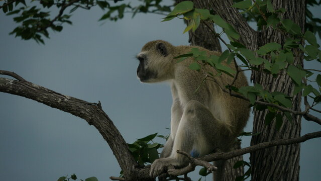 vervet monkey, Chlorocebus sabaeus, resting in tree, close 701