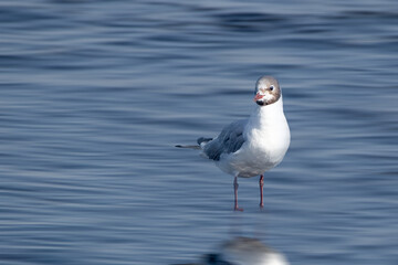 Beautiful black headed gull standing in blue water on sunny summer day
