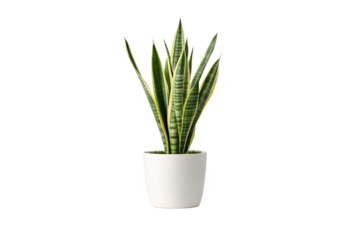 Snake plant in white ceramic pot, green leaves with yellow edges upright, isolated on a transparent background