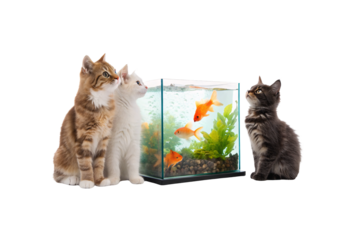 Three kittens sitting beside fish tank watching goldfish swim among plants and gravel substrate, isolated on a transparent background