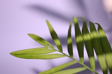 Obraz premium Close up of leaves with shadows and sunrays
