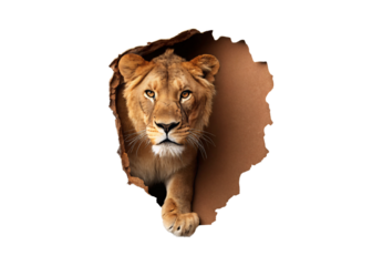 Lion emerging through torn paper hole looking forward with calm expression and mane, isolated on a transparent background
