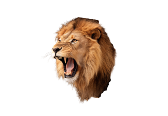 Male lion head with open mouth roaring showing teeth and impressive flowing mane, isolated on a transparent background