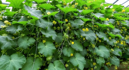 Lush Green Foliage of a Vine Plant with Delicate Yellow Flowers.