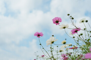 A cheerful arrangement of light pink and white cosmos flowers swaying against a soft blue sky with scattered clouds. Light and airy feel with ample copy space.