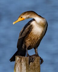 Obraz premium Cormorant Bird sunning on an autumn day
