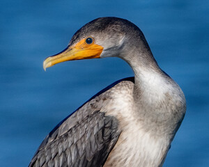Cormorant Bird sunning on an autumn day