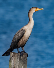 Cormorant Bird sunning on an autumn day