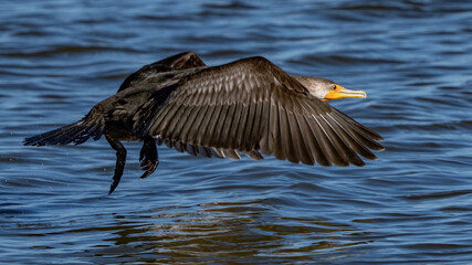 Cormorant Bird sunning on an autumn day