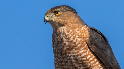 Coopers Hawk Portait on a pole