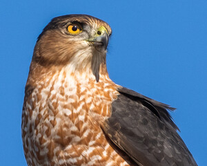 Coopers Hawk Portait on a pole