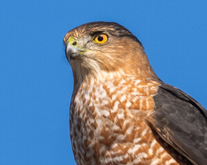 Coopers Hawk Portait on a pole