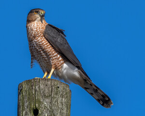 Coopers Hawk Portait on a pole