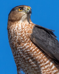 Coopers Hawk Portait on a pole