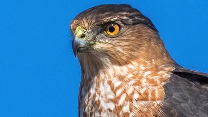 Coopers Hawk Portait on a pole