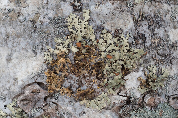 Detailed Close-up of Varied Lichen on Tree Bark