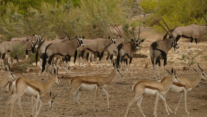 Oryx herd and springboks under huge ana trees, whose fruits they eat 981
