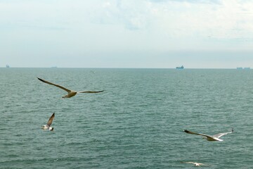 Seagulls flying over the sea