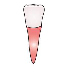 incisor tooth