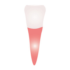 incisor tooth