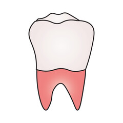 molar tooth