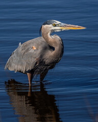 Great Blue Heron
