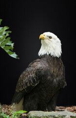 american bald eagle