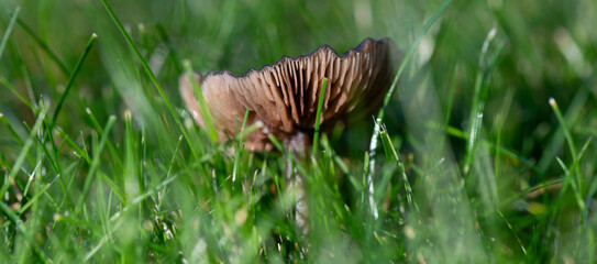 Close up of a brown mushroom with gills in a green grass lawn in the autumn.