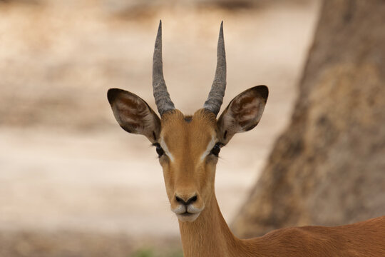 springbok, antidorcas marsupiales, potrait 486  
