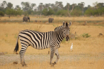 zebra, equus zebra, in savannah, african elephants in the background
