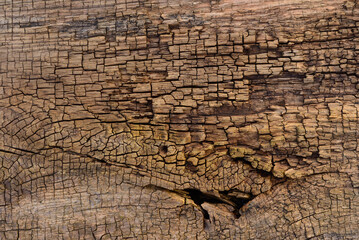 Cracked wooden surface texture of old tree trunk