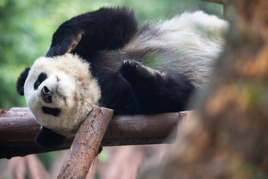 A giant panda in China is sleeping on a wooden structure in a sanctuary