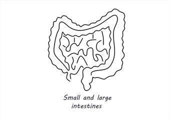 Human Small and Large Intestines Anatomy Diagram