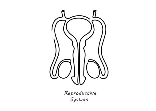 Minimalist Line Art of Male Reproductive System Anatomy