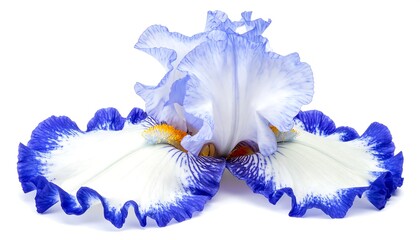 Stunning iris blossom white petals edged with vibrant blue, with yellow accents and intricate detailing