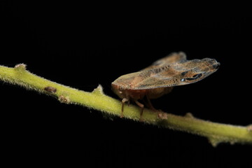 natural ricania insect macro photo	