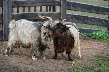 Fototapeta premium A view of two goats fighting near a wooden fence. Two goats butting.