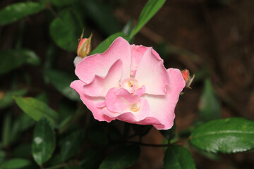 pink rose flower macro photo	