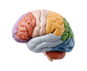 Colorful human brain model highlighting different regions for educational uses on transparent background