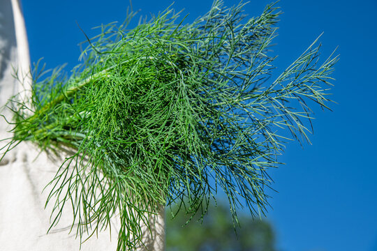 Fresh dill in shoping bag.
