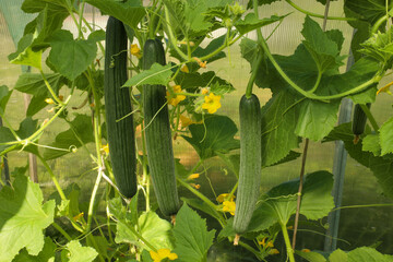 Growing long cucumbers (snake melon) in a greenhouse - ripe fruits, ovaries and flowers