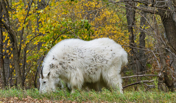 Tick covered mountain goat grazing alongside the road in Spearfish Canyon near Spearfish, South Dakota - Powered by Adobe